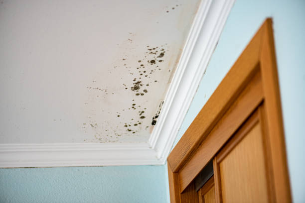 Best Mold Testing  in Port Chester, NY