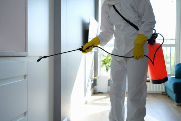 Home Mold Removal in Port Chester, NY