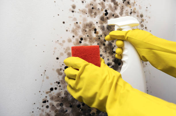 Best Mold Removal Company Near Me  in Port Chester, NY