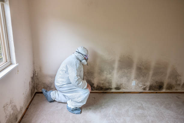 Best Crawl Space Mold Removal  in Port Chester, NY